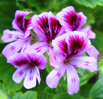 geraniums