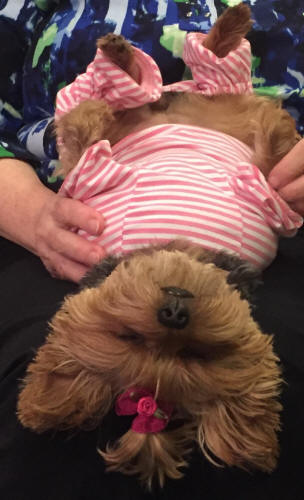 My Yorkie, Pyper