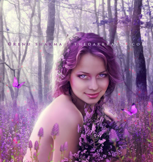 lavender lady