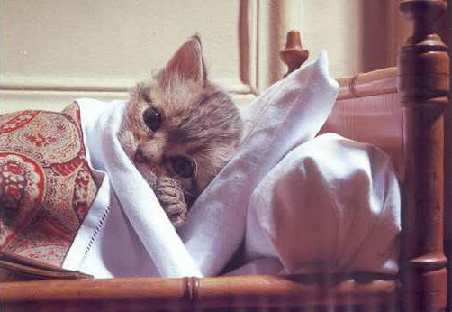 kitten lying in tiny bed