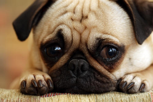 Sad pug - Spell to help animals in the shelter