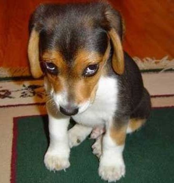 sad puppy