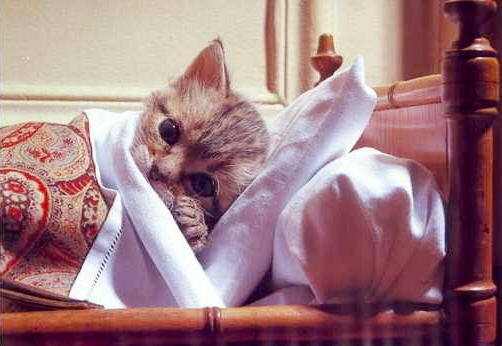 Sick kitten lying in tiny bed.