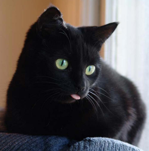 black cat